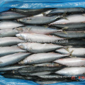 BQF Frozen Pacific Mackerel tamaño 100-200G 200-300G 10 kg